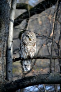 Barred Owl photo