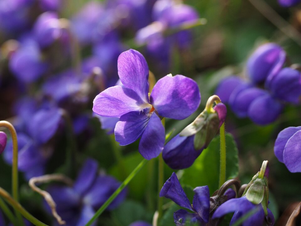 Blossom bloom viola odorata