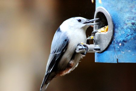 White-breasted Nuthatch photo