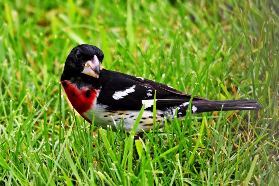 Rose-breasted grosbeak