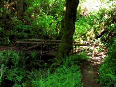 Jedediah Smith Redwoods SP in California