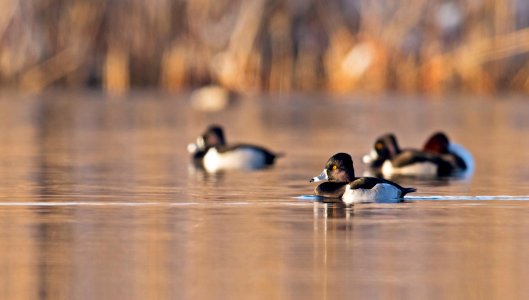 Ring-necked ducks on the water photo