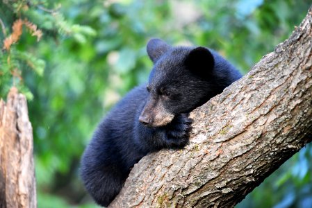 Black Bear Cub