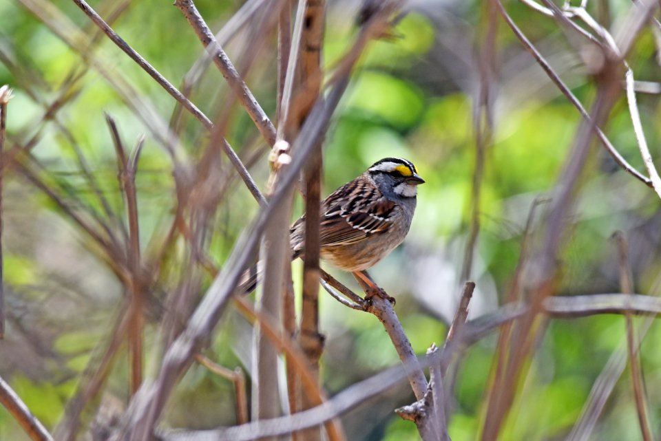 White-throated sparrow perched on a branch photo