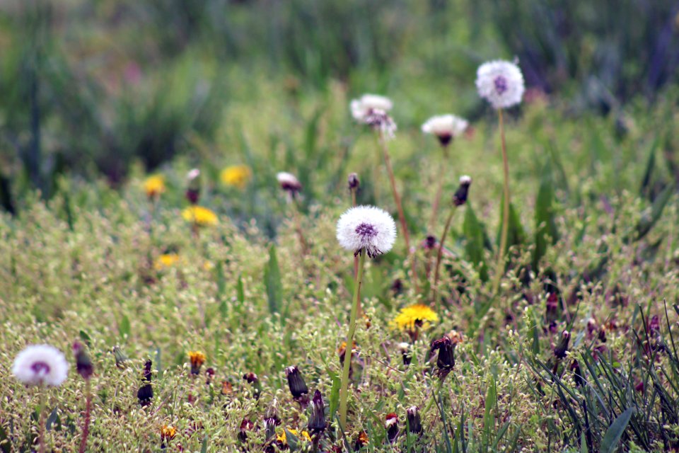 Just Dandy