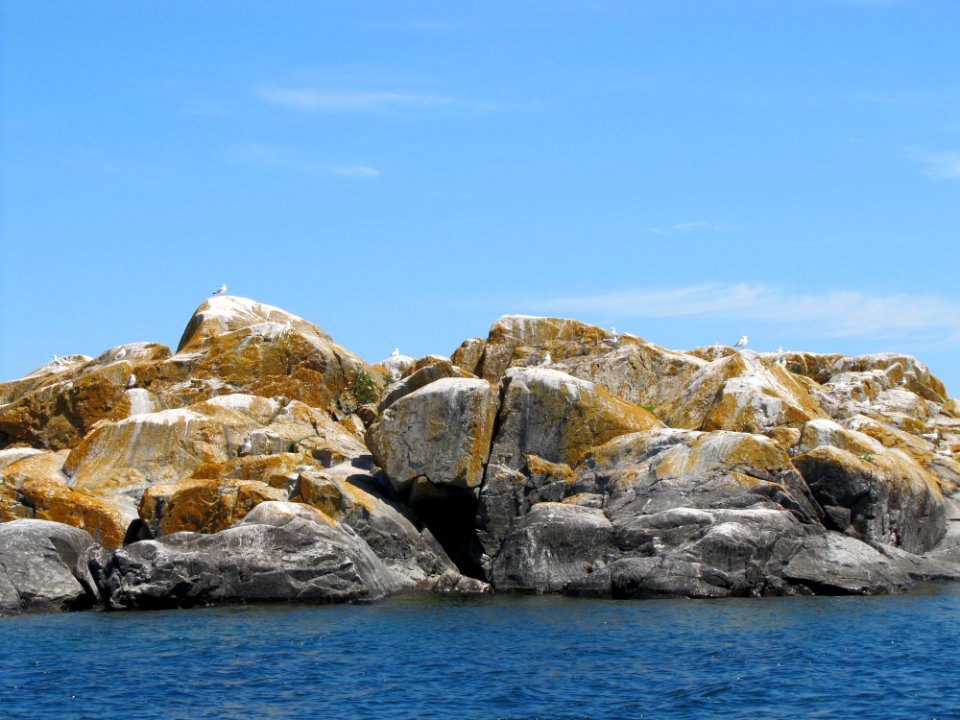 Gull Rock Island with herring gulls