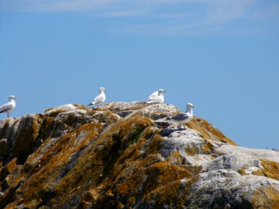Gull Rock Island with herring gulls