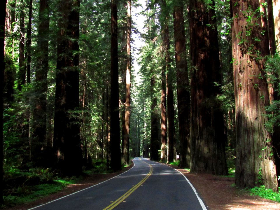 Avenue of the Giants at Redwoods in California