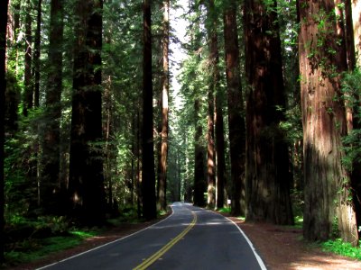 Avenue of the Giants at Redwoods in California