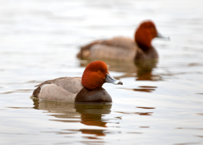 Redhead ducks photo