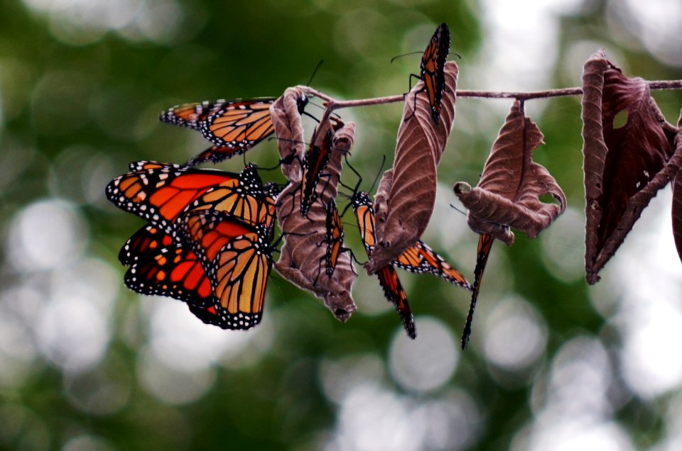 Monarch roosting at MN Valley