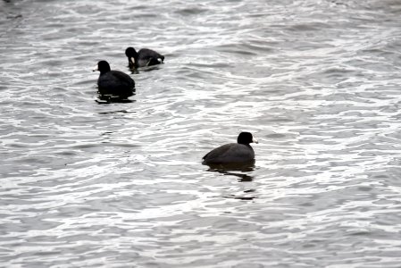 American coots photo
