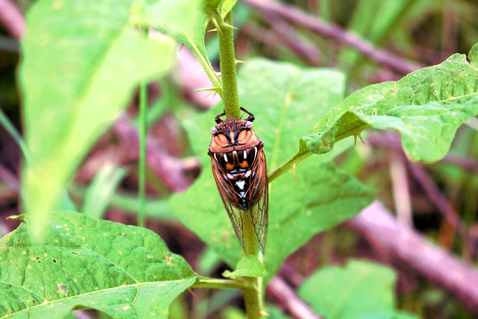 Cicada at Big Muddy National Fish and Wildlife Refuge