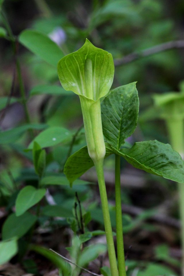 Jack-in-the-Pulpit