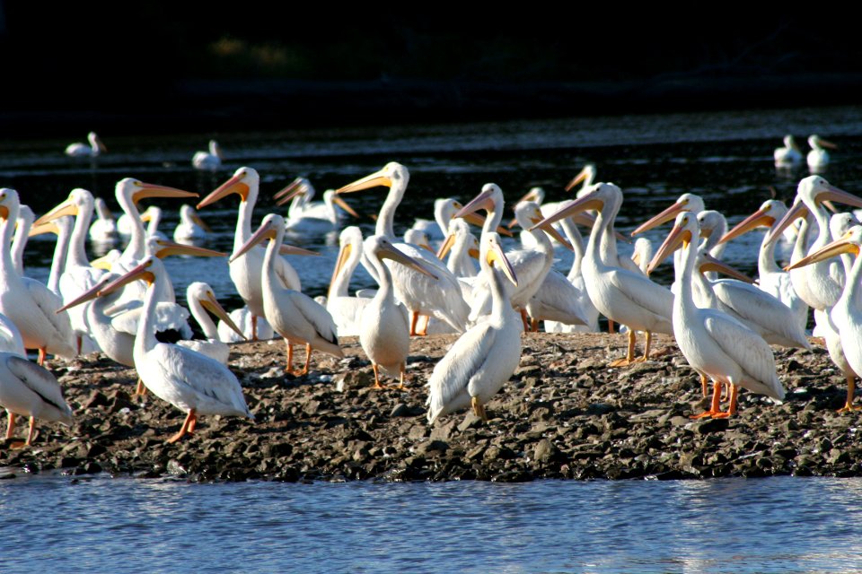 Pelicans on Gravel Bar