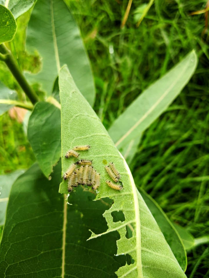 Young milkweed tussock moth caterpillars