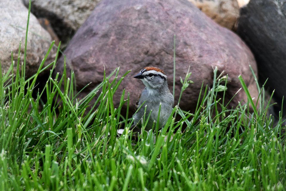 Chipping sparrow photo