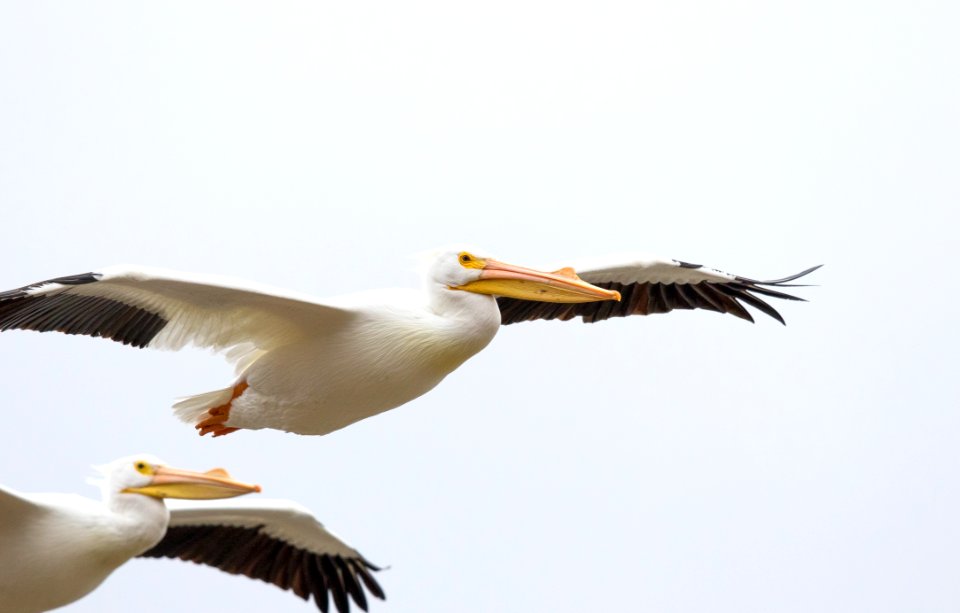American white pelicans in flight
