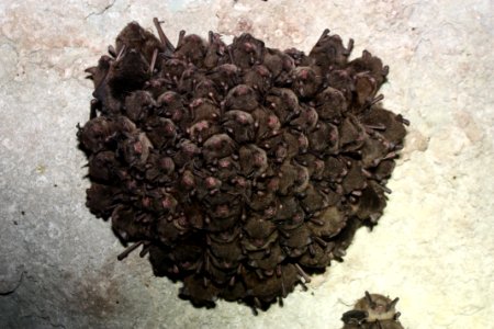 Cluster of endangered Indiana bats photo