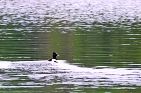 Ring-necked Duck photo