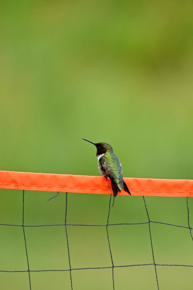 Ruby-throated hummingbird