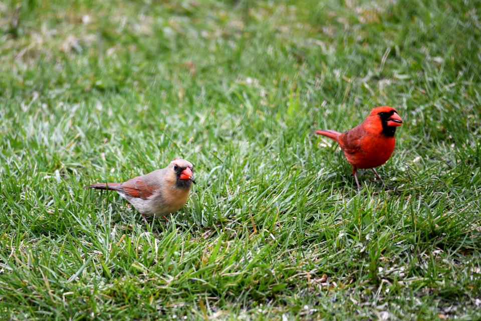 Northern cardinal pair photo