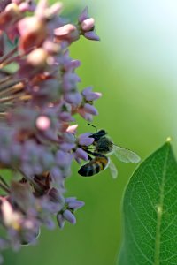 Western honey bee on common milkweed photo