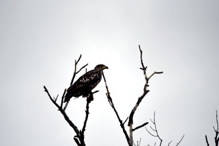 Juvenile bald eagle photo