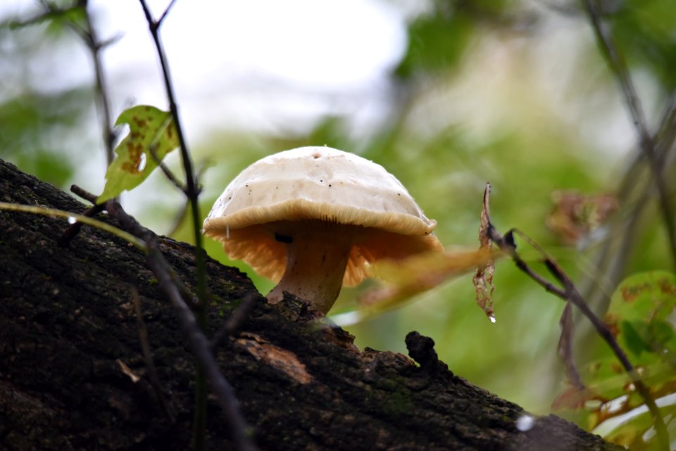 Mushroom growing out of a tree