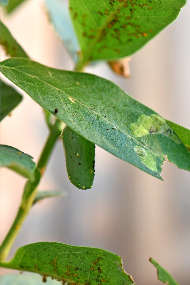 Monarch chrysalis on common milkweed (day 9)