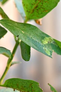 Monarch chrysalis on common milkweed (day 9) photo