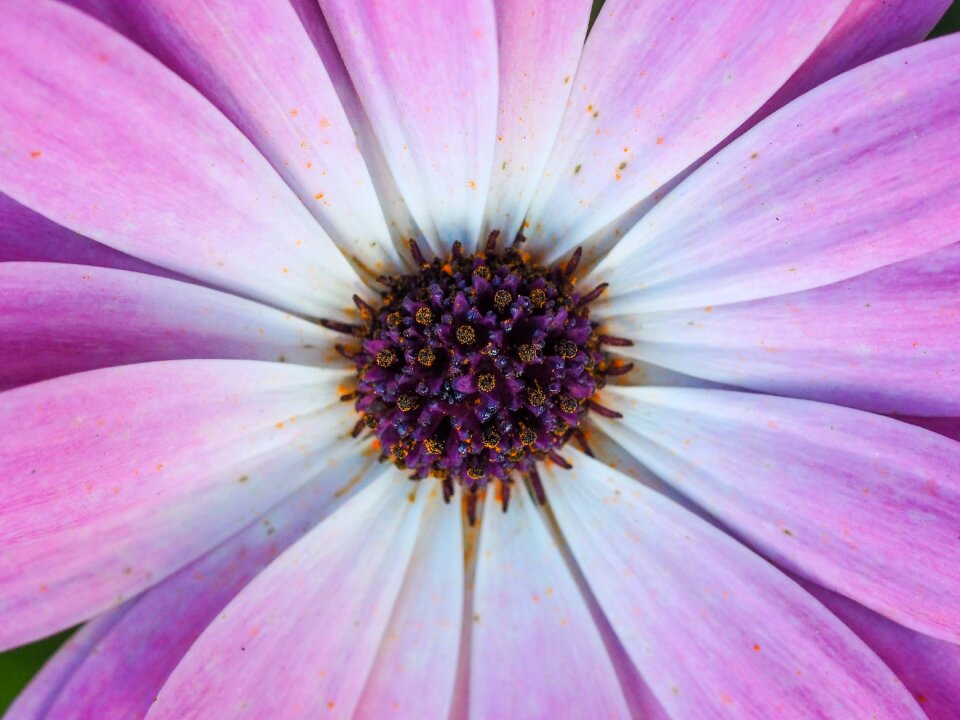 Petals nature plant