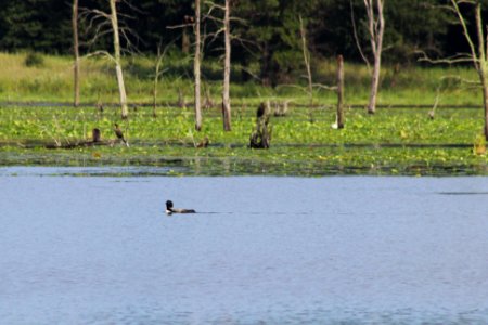 Common Loon photo