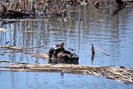 Blanding's turtle photo