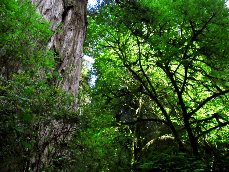 Jedediah Smith Redwoods SP in California