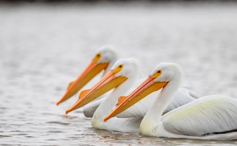 American white pelicans on the water