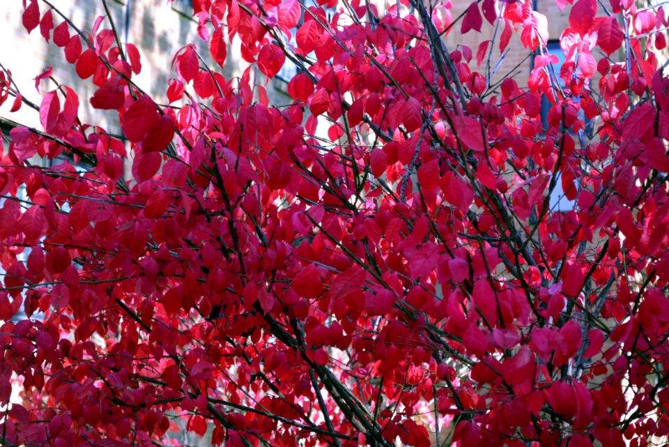 Burning Bush is beautiful, but an invasive species in North America. It was introduced around 1860 as an ornamental plant from Northeastern Asia.