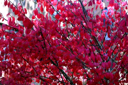 Burning Bush is beautiful, but an invasive species in North America. It was introduced around 1860 as an ornamental plant from Northeastern Asia. photo