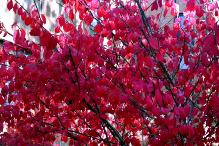 Burning Bush is beautiful, but an invasive species in North America. It was introduced around 1860 as an ornamental plant from Northeastern Asia.