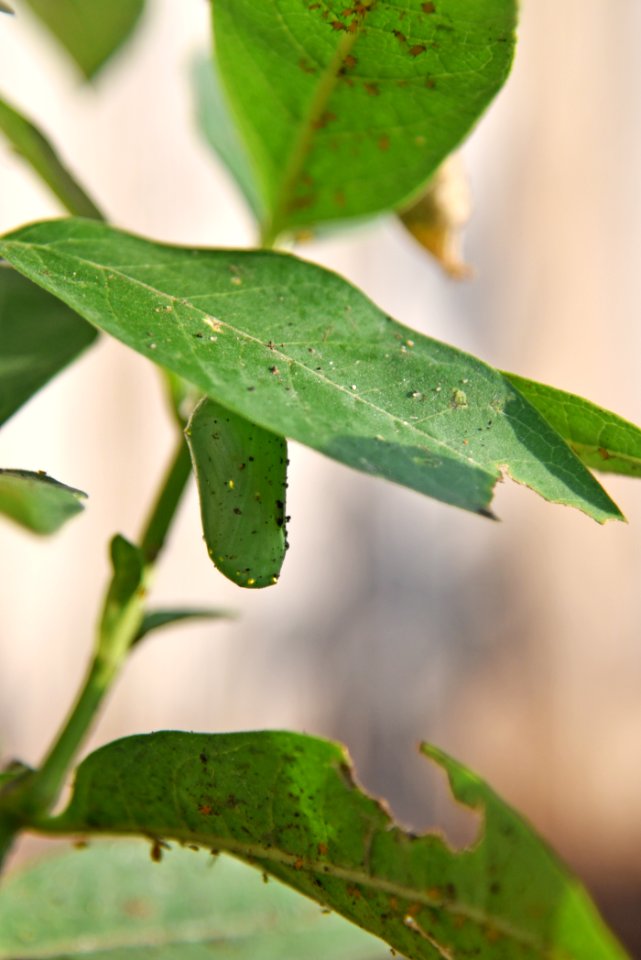Monarch chrysalis on common milkweed (day 6)