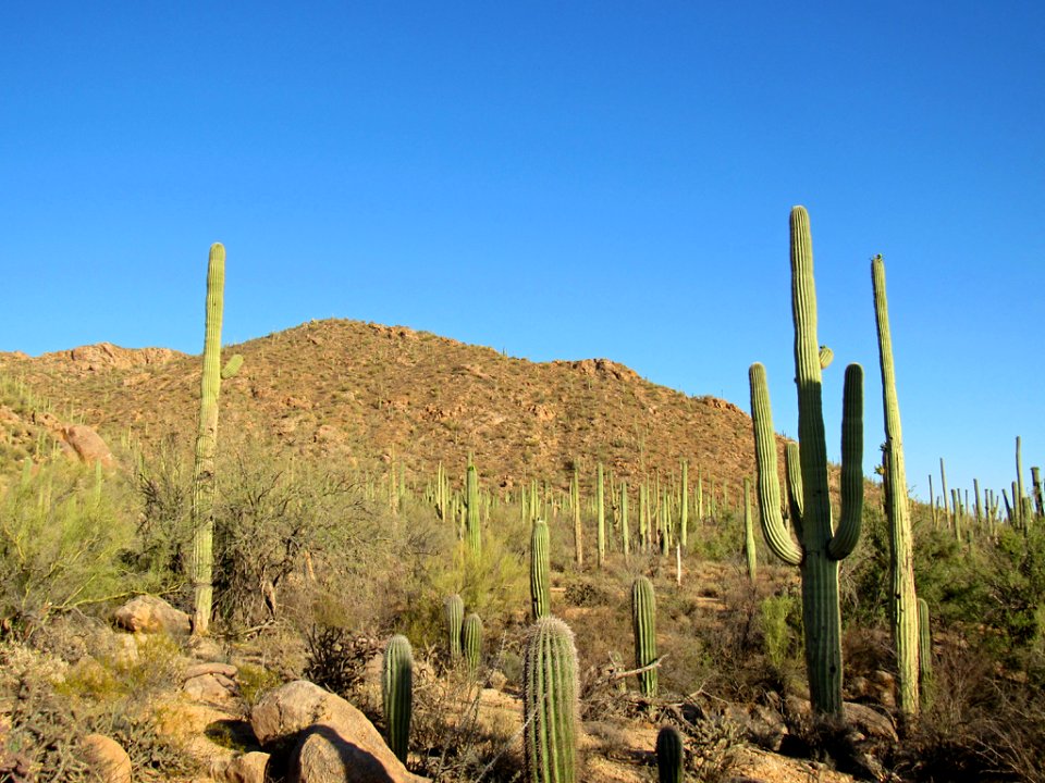 Saguaro NP in Arizona