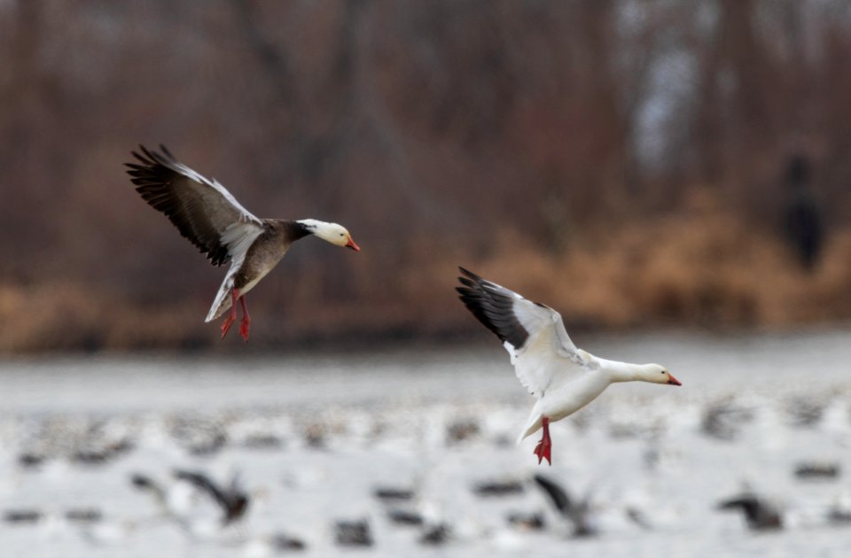 Snow geese coming in for a landing