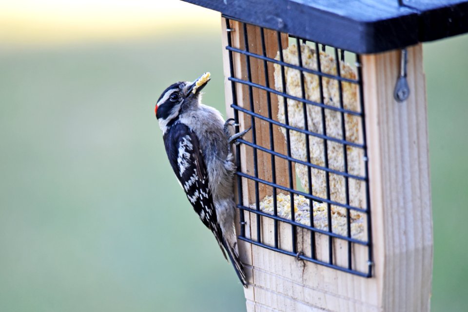 Downy woodpecker photo