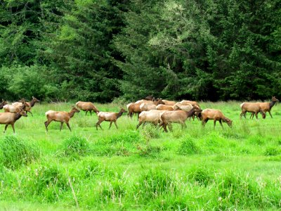 Elk Herd at Prairie Creek Redwoods SP in California