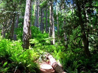 Silver Falls SP in OR