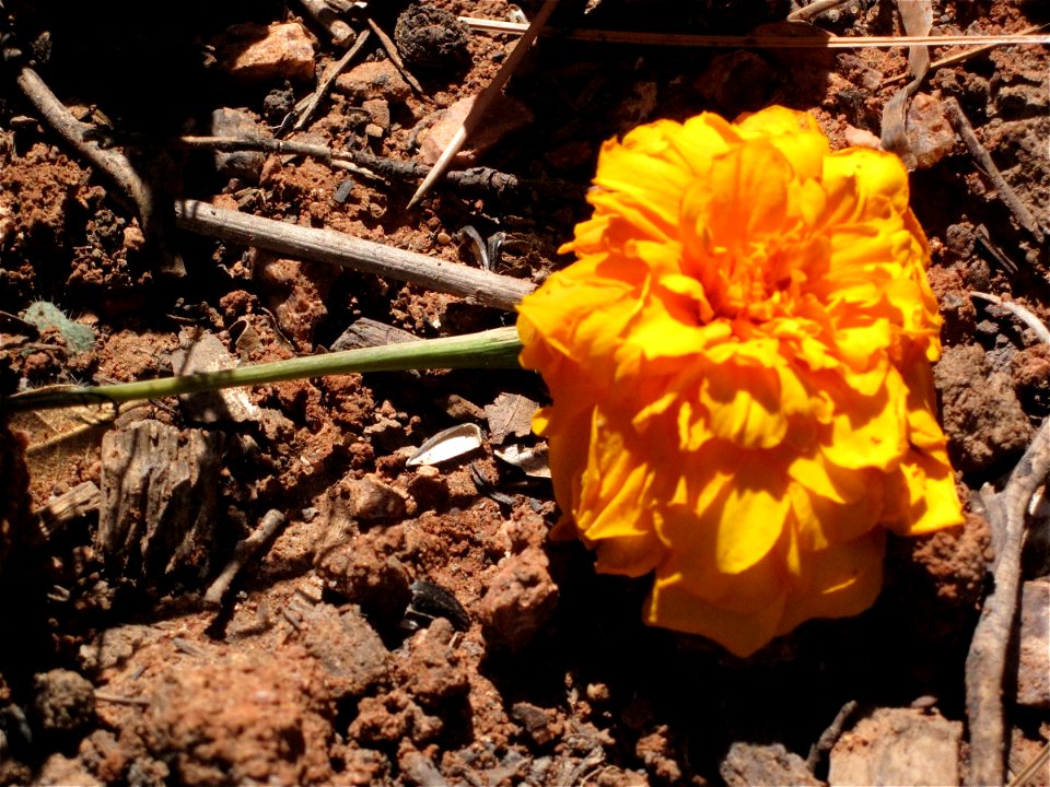 Fall of the Mighty Marigold
