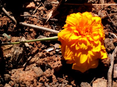 Fall of the Mighty Marigold