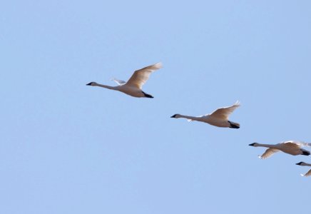 Trumpeter swans in flight photo