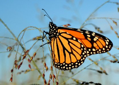Monarch switchgrass photo