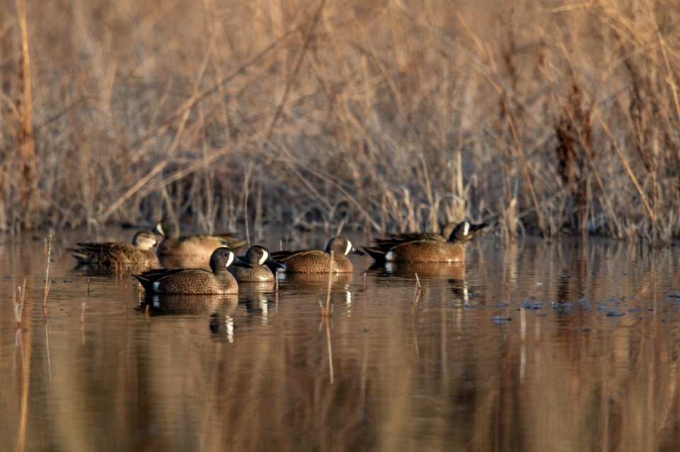 Blue-winged teal